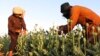 Afghan farmers harvest poppies in Nad Ali district, Helmand province, Afghanistan, April 1, 2022.