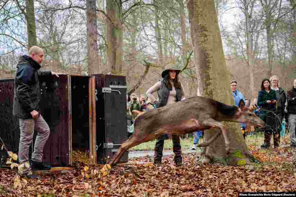 Denmark&#39;s Queen Mary and Environment Minister Magnus Heunicke release a deer as they inaugurate a new part of The Deer Park, near Naerum.