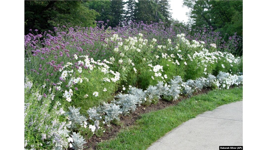 This 2006 image provided by Deborah Silver shows her moon garden with Verbena, Cleome, petunia, double purple datura and dusty miller. (Deborah Silver via AP)