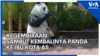 Kegembiraan Sambut Kembalinya Panda ke Ibu Kota AS