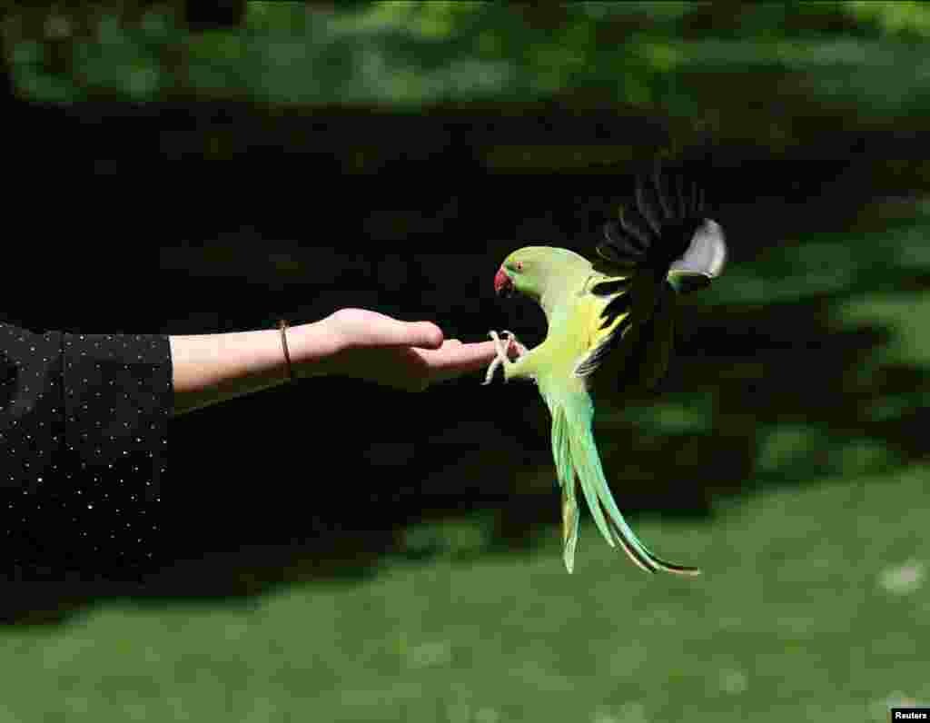 A French tourist holds out her hand for a ring-necked parakeet in St James's Park in London.