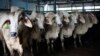 Sapi yang diimpor dari Australia di rumah pemotongan hewan pemerintah di dekat Medan, Sumatera Utara, 1 Agustus 2023. Indonesia menangguhkan impor sapi hidup dari empat fasilitas Australia setelah menemukan kasus penyakit kulit menggumpal (LSD) pada ternak. (AP/Binsar Sakkara)