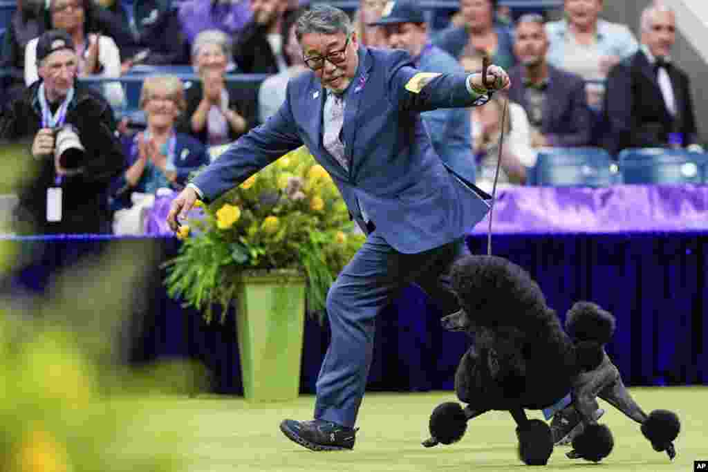 Sage, a miniature poodle, competes with handler Kaz Hosaka in the best in show competition during the 148th Westminster Kennel Club Dog show, May 14, 2024, at the USTA Billie Jean King National Tennis Center in New York.&nbsp;Sage won the Best in Show group.