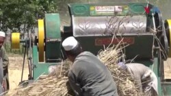 په خيبر پښتونخوا کې غټه ستونزه د فصلونو د کم پيدوار ده