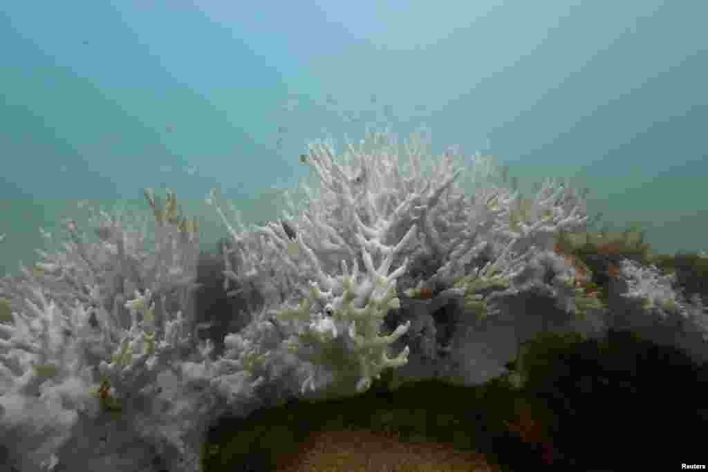 Bleached coral is seen in a reef at the Costa dos Corais in Japaratinga in the state of Alagoas, Brazil, April 16, 2024.&nbsp;Brazil is bracing for what may be its worst-ever coral bleaching event as extremely warm waters damage reefs in the country&#39;s largest marine reserve, threatening the region&#39;s tourism and fishing revenues.&nbsp;