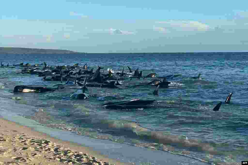Stranded pilot whales are seen at Toby&#39;s Inlet near Dunsborough in Western Australia, in this photo taken and released by the Department of Biodiversity, Conservation and Attractions.&nbsp;Marine biologists raced to save more than 100 whales, with officials fearing many will have to be euthanized.
