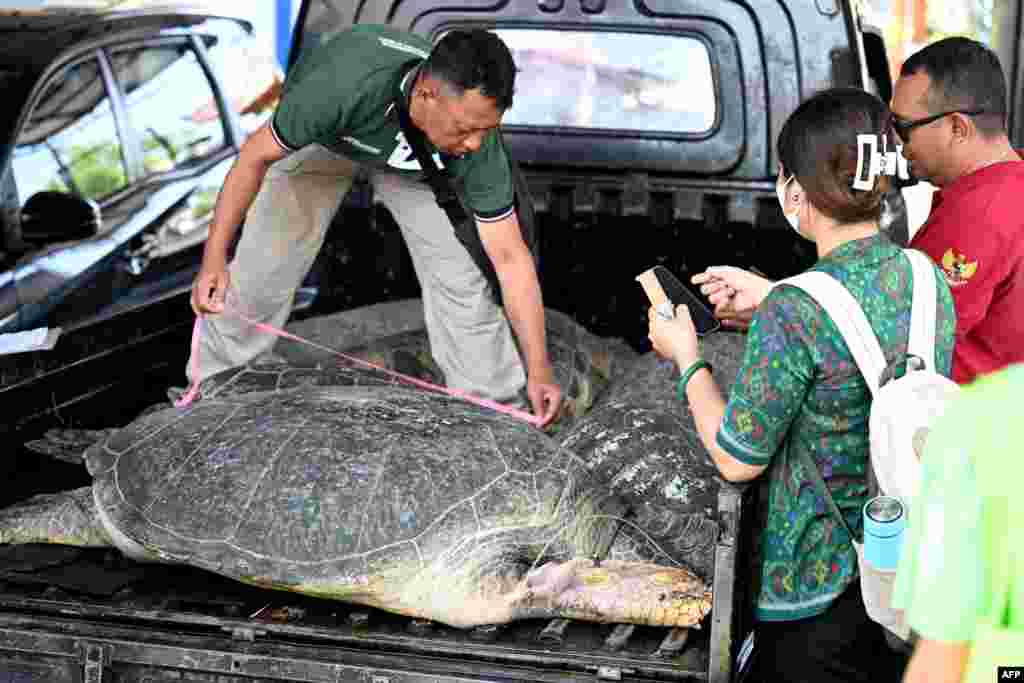 A man measures a large green turtle at a Marine Police office in Denpasar on Indonesia&#39;s resort island of Bali.&nbsp;The Indonesian Marine Police thwarted the smuggling of 11 green turtles in the West Bali National Park area, Melaya District, Jembrana Regency.&nbsp;