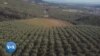 L'Afrique du Sud se lance dans l'exportation d'huile d'olive