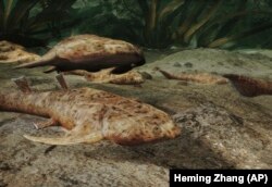 Fossil Fish