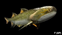 Fossil Fish