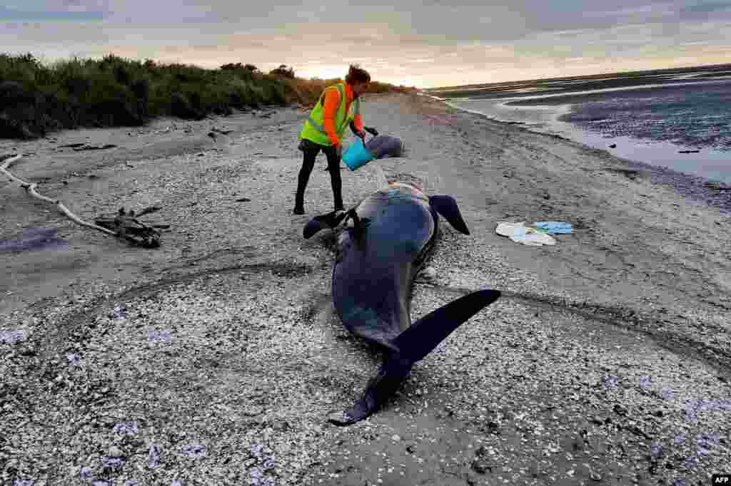 A ranger trying to keep a stranded wale hydrated at the remote Farewell Spit on New Zealand&#39;s South Island.