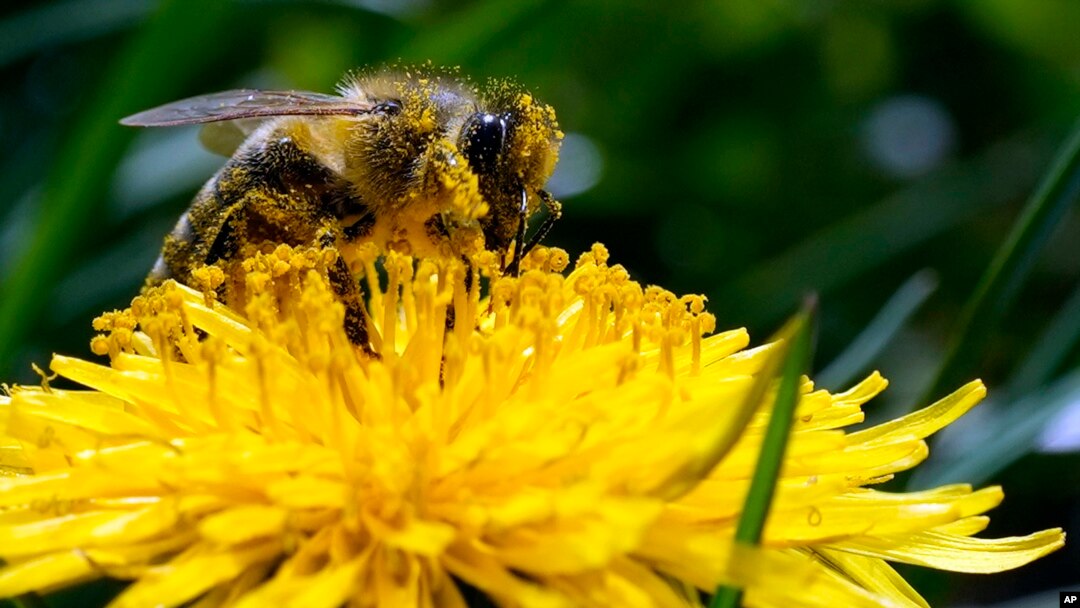 A bee searches for pollen on a flower during a sunny spring day in Belgrade, Serbia, Friday, April 8, 2022. A study published in the journal Nature on Wednesday, April 20, 2022 says habitat loss from big agriculture and climate change are combining to thr