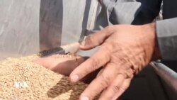 Rewşa Çandinîyê li Rojava di Asteke Krîtik de Ye