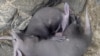 Creating Milk Alternatives for Animal Babies