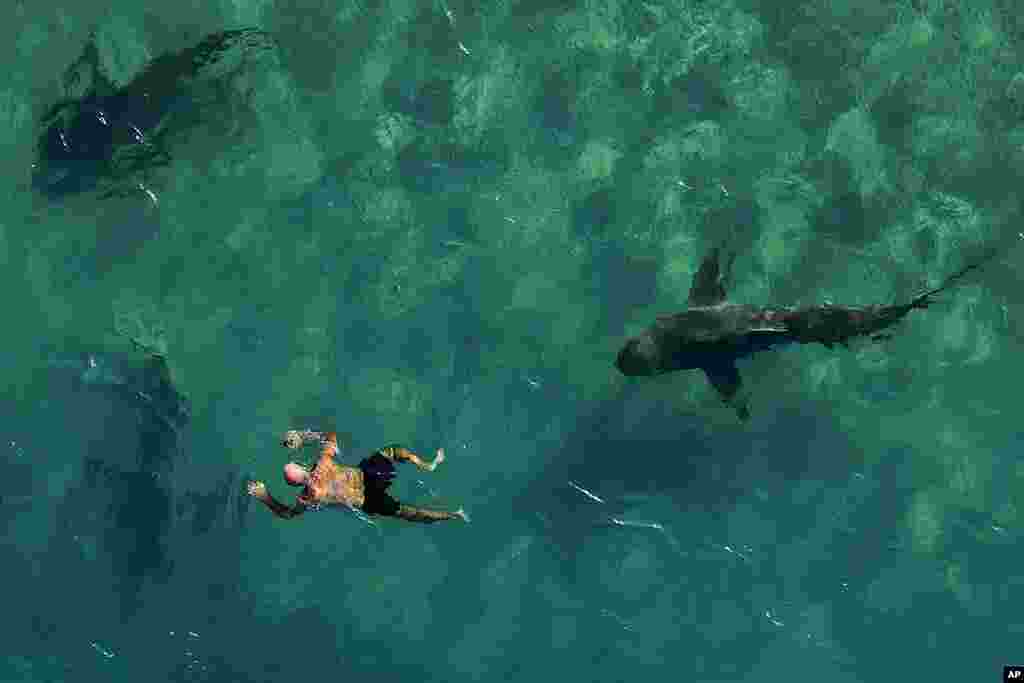 Sandbar sharks swim next to a snorkeler in the Mediterranean Sea near a power plant off the coast of Hadera, Israel. The hot water gushing from an industrial plant in Israel&#39;s northern city of Hadera draws these sharks that are not considered to be dangerous to people, but are increasingly endangered by overfishing.