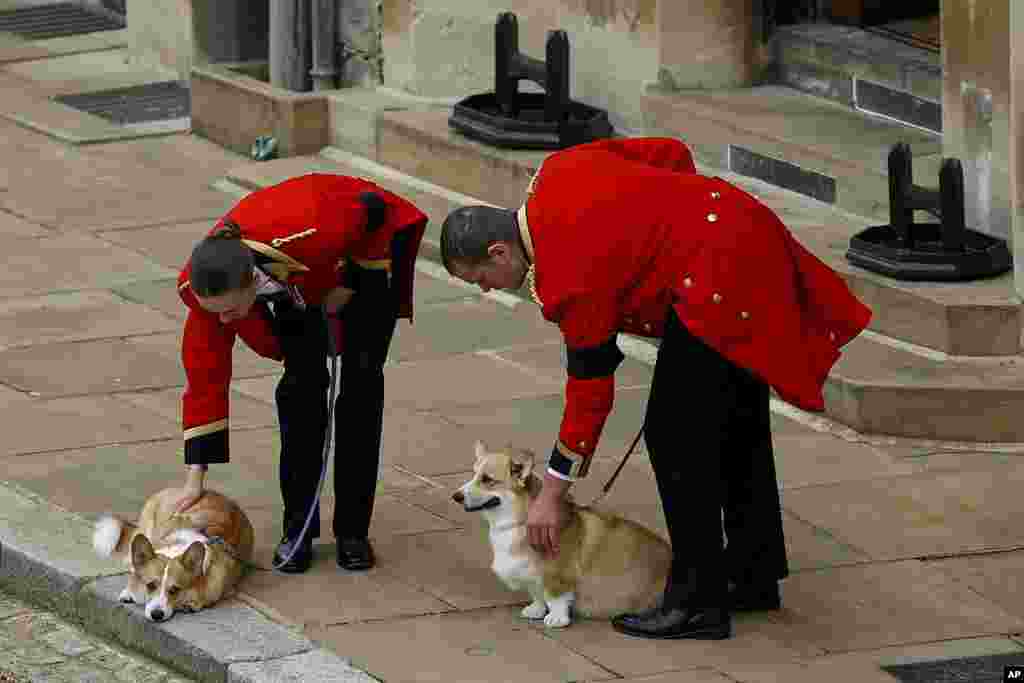 The royal corgis await the cortege on the day of the state funeral and burial of Britain&#39;s Queen Elizabeth, at Windsor Castle.