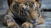 Un tigre en liberté, nouvelle panique près de Johannesburg
