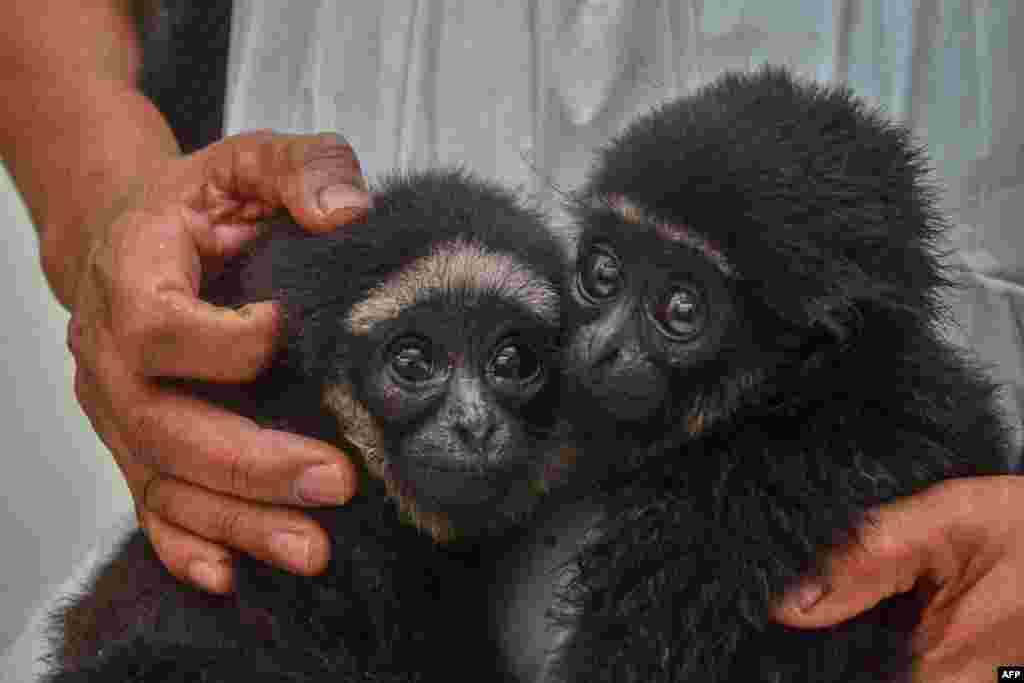 An officer of Indonesia&#39;s nature and reserve agency holds two protected juvenile agile gibbons after they were seized from illegal traders in Pekanbaru, Riau province.