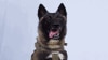 Trump Sambut Anjing Militer Penyerang al-Baghdadi