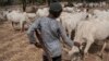 Les éleveurs nigérians réfutent les critiques après les affrontements avec les agriculteurs