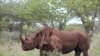 L'Afrique du Sud a perdu 1.215 rhinocéros en 2014