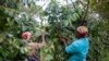 Le café au secours de la forêt tropicale du Mozambique