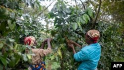 Des femmes coupent et ramassent des grains de café dans la plantation de café de la chaîne de montagnes Gorongosa à Gorongosa le 20 mai 2022.