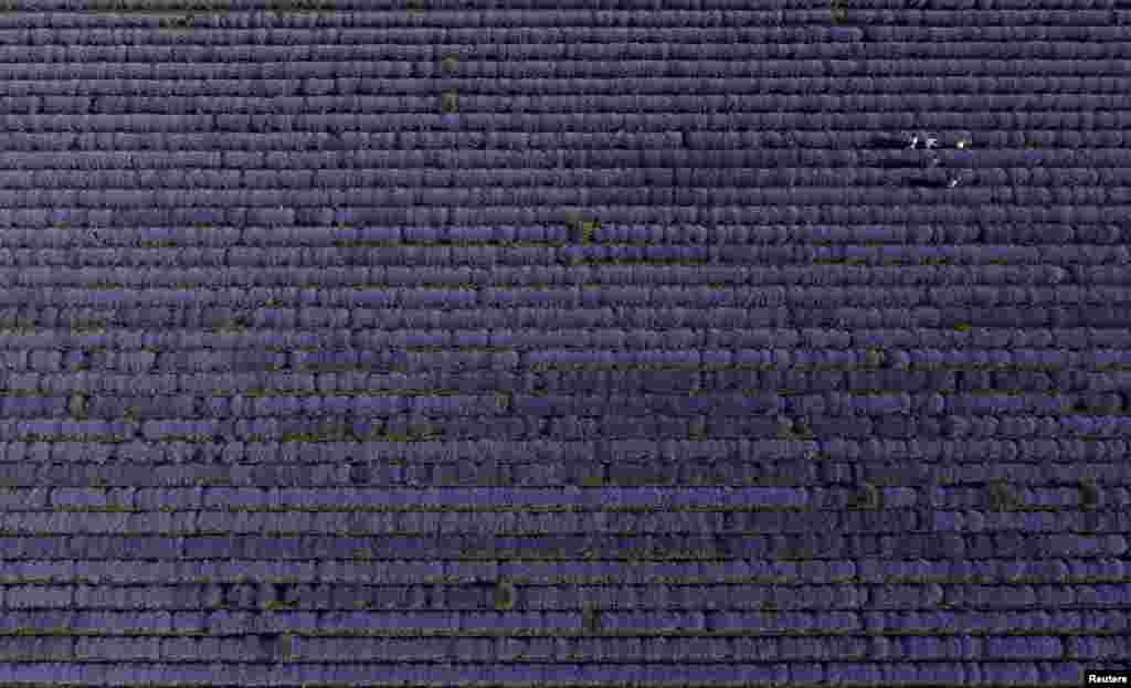People take pictures inside a lavender field near the town of Chirpan, Bulgaria, June 19, 2022. 