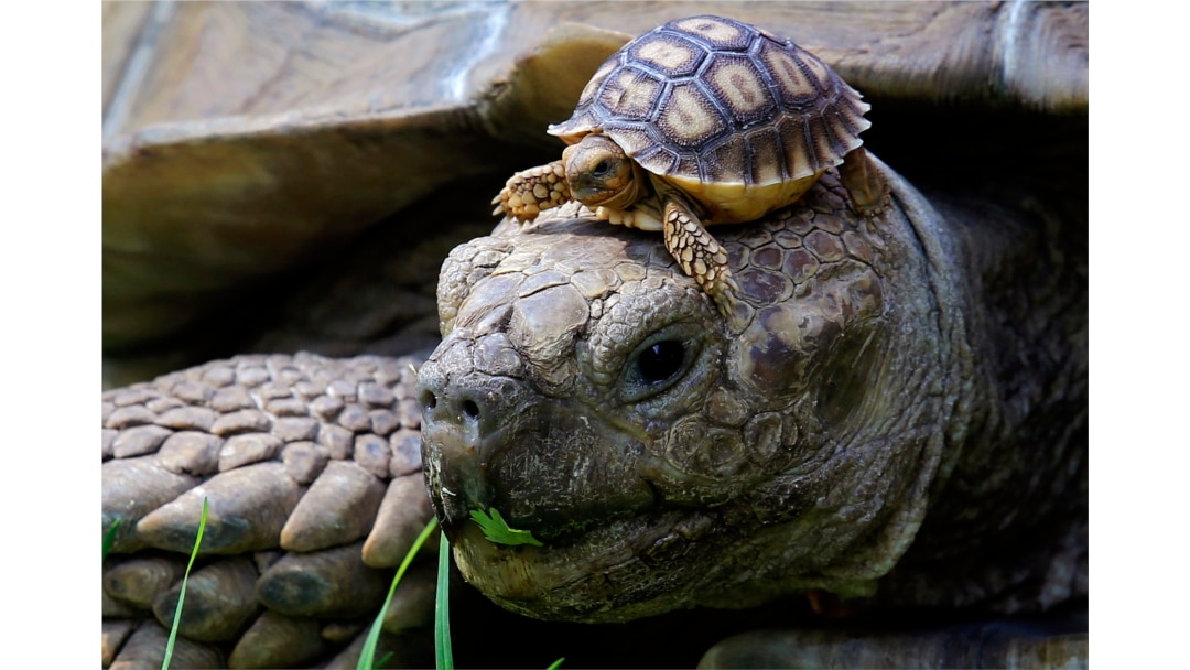 These tortoises are not astronauts. These African spurred tortoises (Centrochelys Sulcata) live at a zoo in Guadalajara, Mexico, May 17, 2018. (AFP PHOTO / Ulises Ruiz)