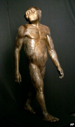 14. avgusta 2007., fotografija prikazuje trodimenzionalni model ranog ljudskog pretka, Australopithecus afarensis, poznatog kao Lucy, izložen u Muzeju prirodnih nauka u Hjustonu.