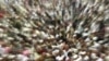 Muslims Mark Eid al-Adha Festival on 4th Day of Hajj