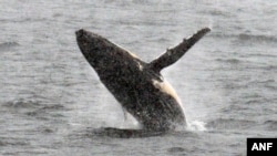FILE - A humpback whale jumps out of the water in the western Antarctic peninsula, on March 05, 2016.