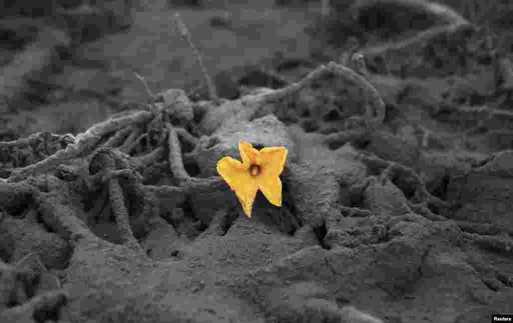 A flower is surrounded by ash from Mt Sinabung near Sibintun village in Karo district, Indonesia's North Sumatra province, January 9, 2014.