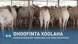 Qubanaha VOA