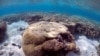 FILE - A large piece of coral can be seen in the lagoon located on Lady Elliot Island and 80 kilometers north-east from the town of Bundaberg in Queensland, Australia, June 9, 2015.