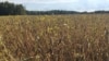 资料照片：2018年9月19日，美国印第安纳州苏格兹伯格(Scottsburg)的豆田。
