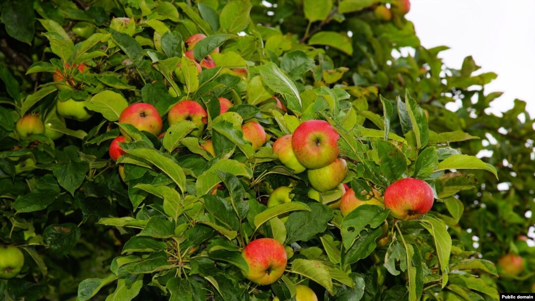 Apples grow on very short branches called “spurs." Apple trees need less pruning than many other kinds of fruit trees.
