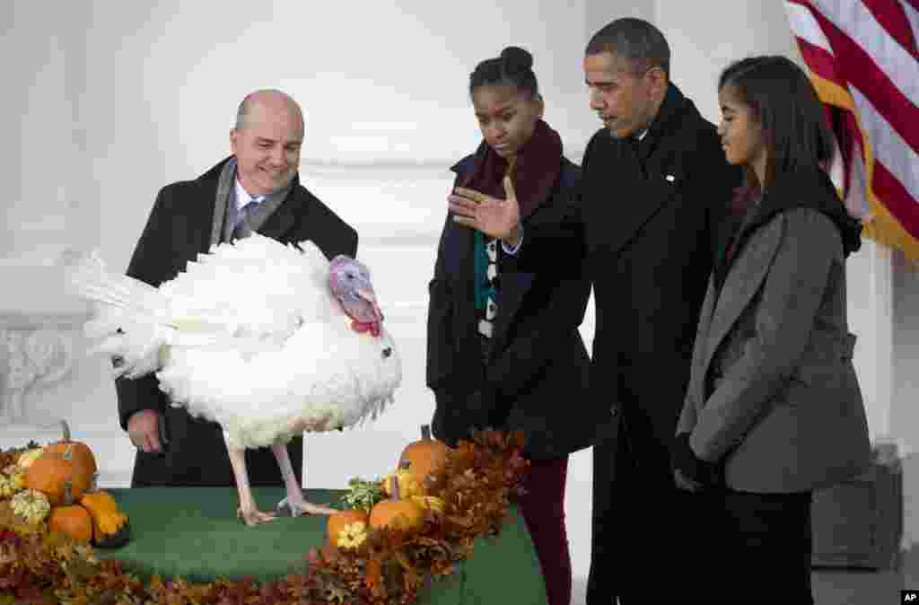 Presiden Barack Obama, dengan putri-putrinya Sasha dan Malia, meneruskan tradisi Thanksgiving dengan 'mengampuni' kalkun nasional Popcorn di Gedung Putih (27/11). (AP/Carolyn Kaster)