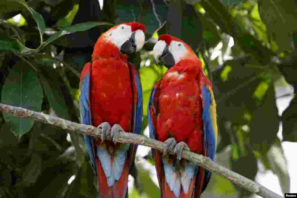 Parrots are seen in a bird-cage at the Paris Zoological Park in the Bois de Vincennes in the east of Paris, France.
