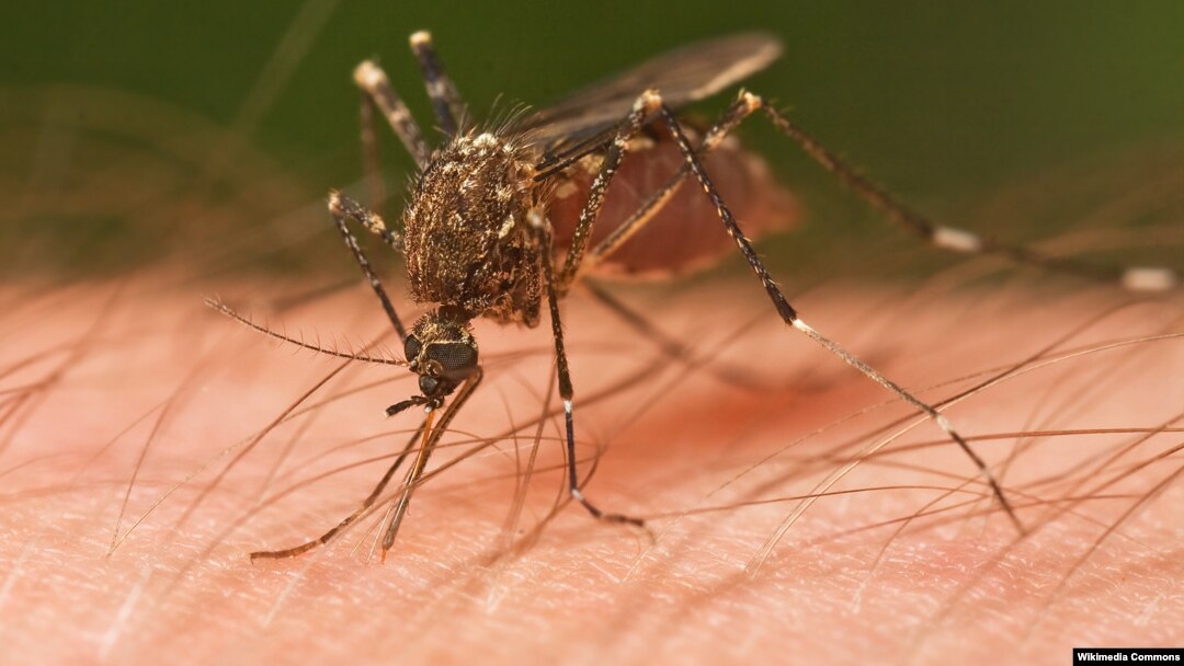 Mosquitoes need blood to survive and their favorite target is humans. Scientists find out why these insects prefer some people's skin more than others.