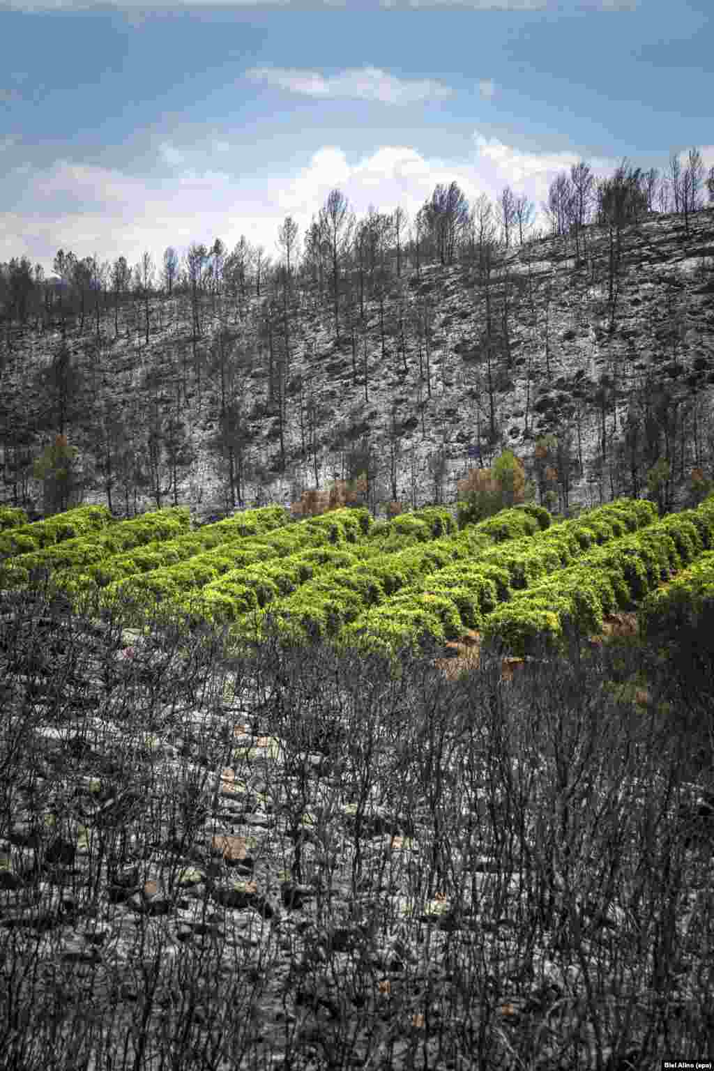 A general view of the burnt trees after a forest fire in Carcaixent, Valencia, Spain, June 18, 2016. Up to 1,600 hectares have already burnt in the forest fire at Carcaixent where nearby residents have been evacuated as some houses have been affected by the blaze. 