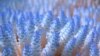 Corals are seen at the Great Barrier Reef in this January 2002 handout photo.