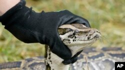 McKayla Spencer, the interagency python management coordinator for the Florida Fish and Wildlife Conservation Commission (FWC), holds up a Burmese python during a news conference, June 3, 2021, in the Florida Everglades.