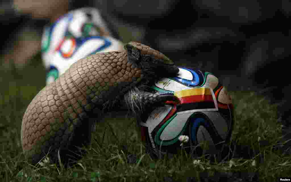 An armadillo called Norman, Germany's World Cup oracle, approaches the soccer ball representing Germany as he makes his prediction for the team's opening World Cup match against Portugal on June 16, at the zoo in the western city of Muenster.