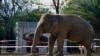 Cher Rescues 'Loneliest Elephant' Languishing in Pakistan Zoo 