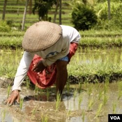 Menurut catatan SPI, petani di Indonesia hanya berpenghasilan rata-rata 5000 rupiah per hari.