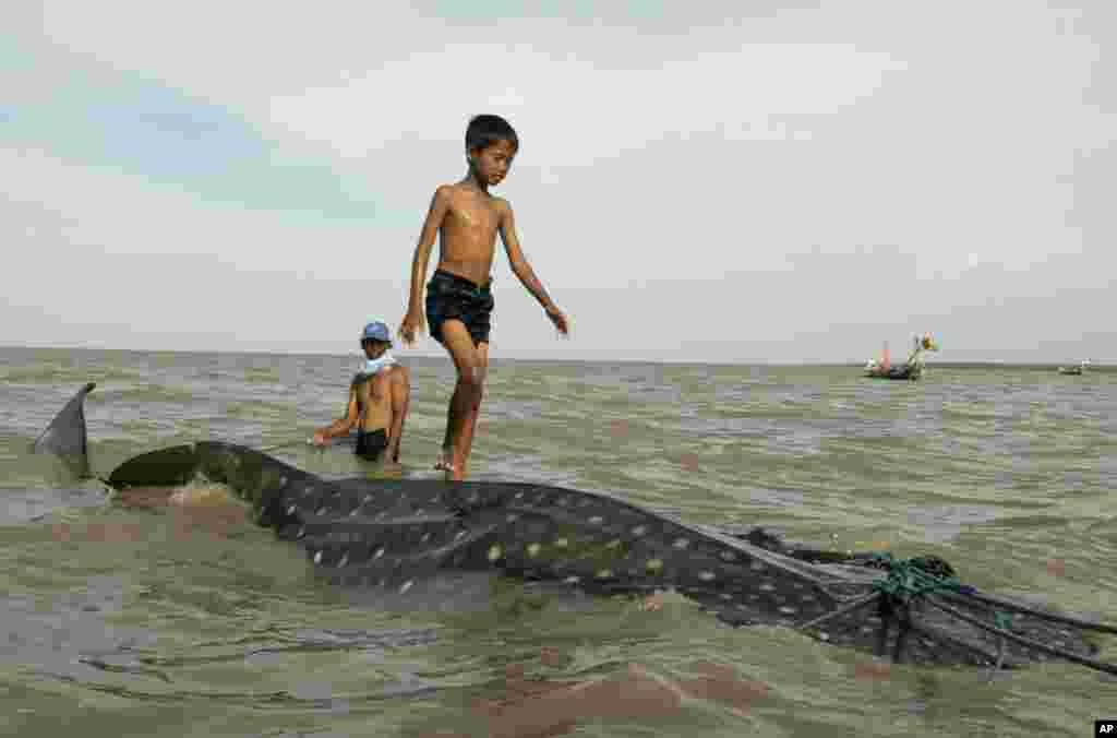 Seorang anak laki-laki berjalan di atas punggung ikan paus yang terdampar di pantai, sementara para nelayan setempat bersiap menariknya kembali ke laut di Kenjeran, Surabaya, Jawa Timur.