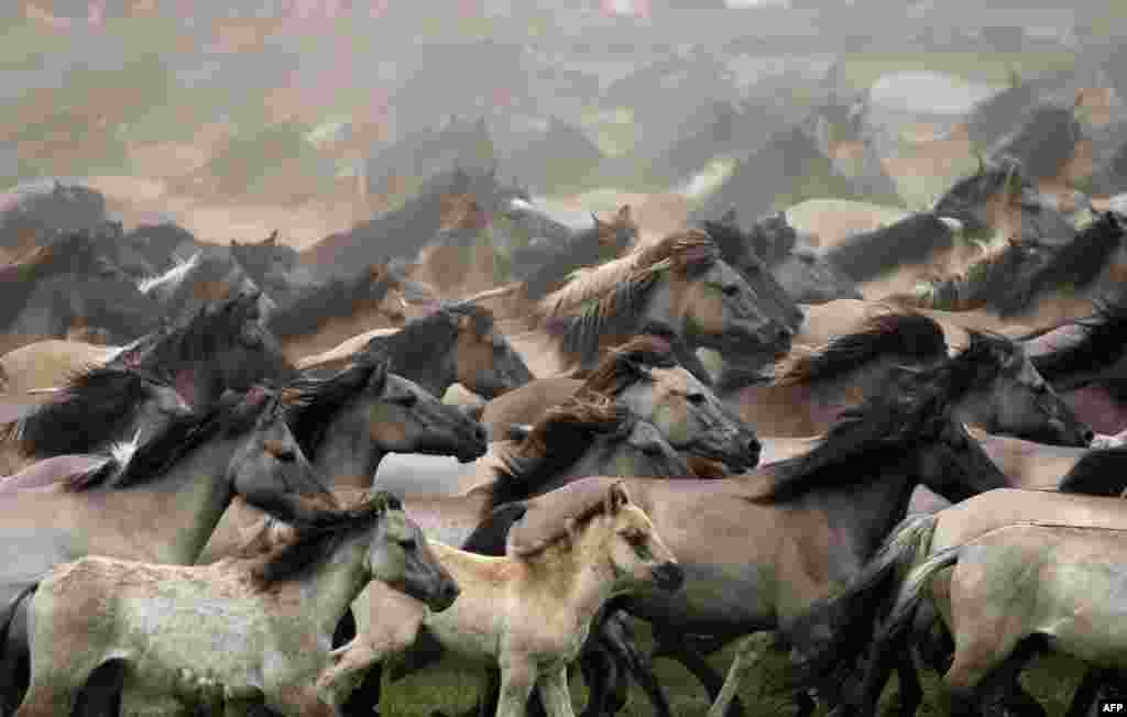 A wild horse herd runs near Duelmen, western Germany, during the Duelmen wild horse day, May 28, 2016.