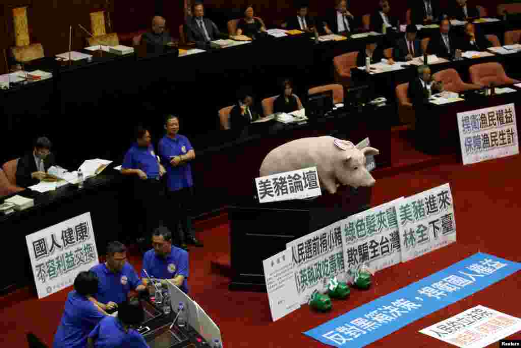 A dummy of a pig is placed by Kuomintang's legislators as they occupy the podium of the legislative chamber to block Premier Lin Chuan from delivering his first policy report, and oppose the imports of U.S. pork containing traces of the leanness-enhancing agent ractopamine at the Legislative Yuan in Taipei, Taiwan.