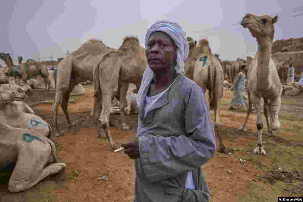 There are incentives for treating animals well, says Soliman, a Sudanese camel herder. “We keep camels from getting injuries or marks,” he said. “They fetch a higher price.”